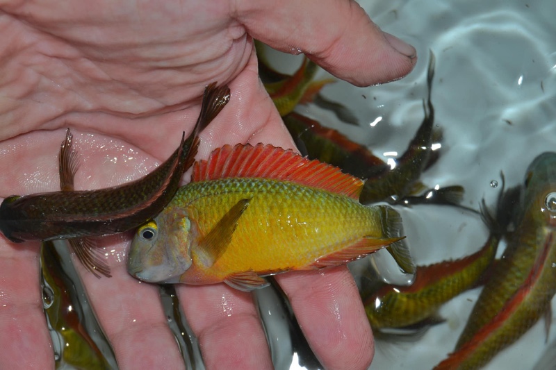 Tropheus Ilangi